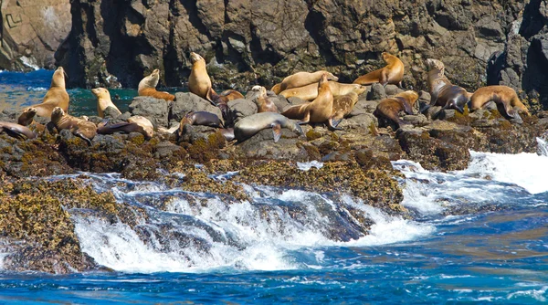Deniz Aslanları, Kanal Adaları Milli Parkı, Kaliforniya, ABD — Stok fotoğraf
