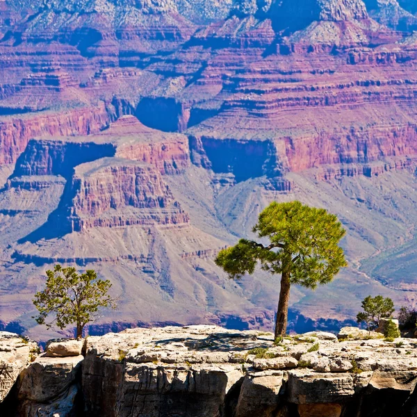Träd på en sten framför grand canyon, arizona, usa — Stockfoto