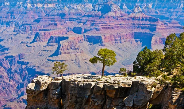 Boom op een rots voor grand canyon, arizona, Verenigde Staten — Stockfoto