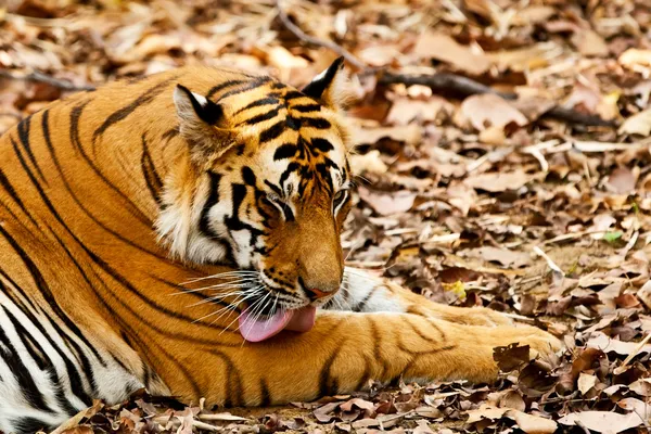 Grande tigre macho de Bengala no Parque Nacional de Bandhavgarh, Índia — Fotografia de Stock