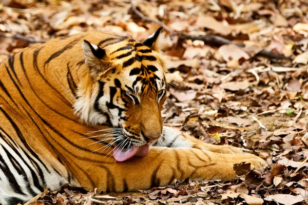 Grand tigre mâle du Bengale dans le parc national de Bandhavgarh, Inde — Photo