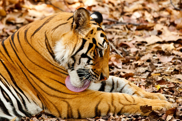 Large male Bengal tiger in Bandhavgarh National Park, India