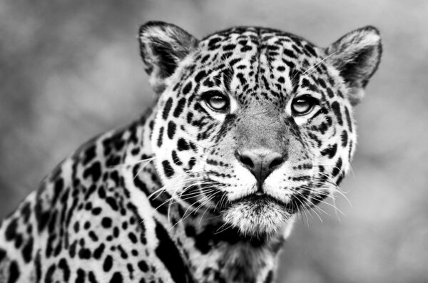 Jaguar - Panthera onca. The jaguar is the third-largest feline after the tiger and the lion, and the largest in the Western Hemisphere.