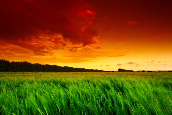 Campo de trigo verde ao pôr do sol — Fotografia de Stock