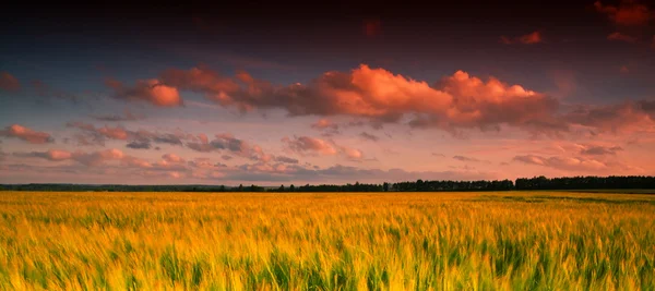 Gelbes Weizenfeld bei Sonnenuntergang — Stockfoto