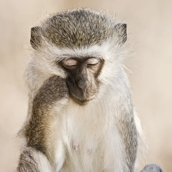 Mono en el Parque Nacional Lago Manyara - Tanzania — Foto de Stock