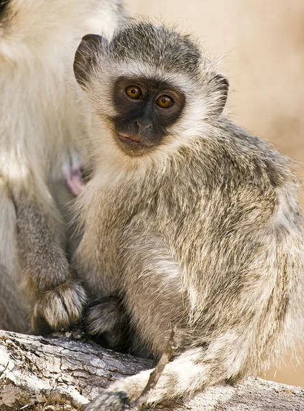 원숭이에 호수 Manyara 국립 공원-탄자니아 — 스톡 사진