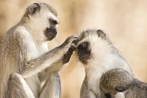 Singe dans le parc national du lac Manyara - Tanzanie — Photo