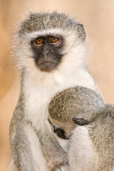 Małpa w Parku Narodowego Jeziora manyara - tanzania — Zdjęcie stockowe