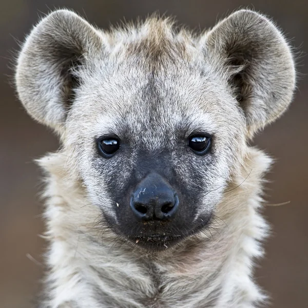 Hiena manchada en el Parque Nacional Kruger, Sudáfrica — Foto de Stock