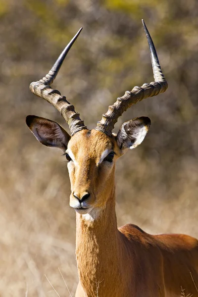 Антилопа самца Импала, Национальный парк Крюгера, ЮАР — стоковое фото