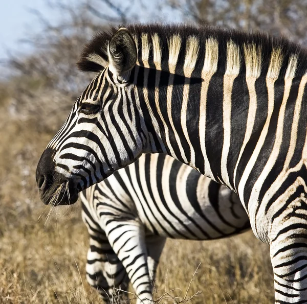 Zebras im Kruger Nationalpark, Südafrika — Stockfoto