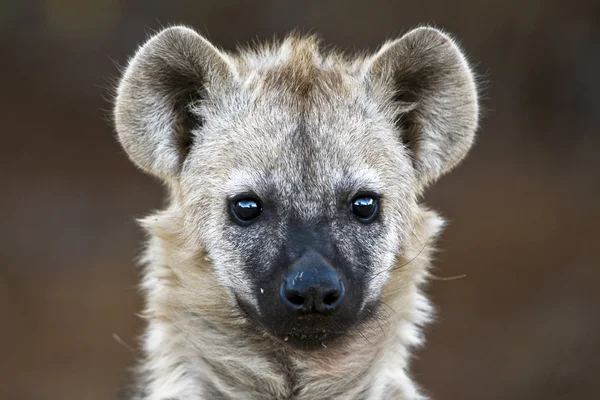 Gespot Hyena in Kruger National Park, Zuid-Afrika — Stockfoto