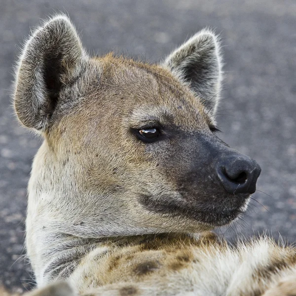 Hiena manchada en el Parque Nacional Kruger, Sudáfrica —  Fotos de Stock