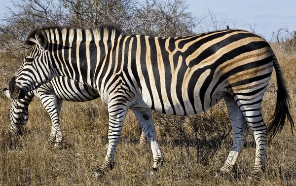 Zebry v národním parku Kruger, Jihoafrická republika — Stock fotografie