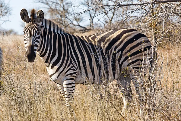 Güney Afrika Kruger Ulusal Parkı 'nda Zebralar — Stok fotoğraf