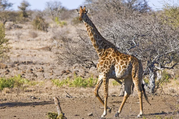 Girafa (Giraffa camelopardalis) no Parque Nacional Kruger, África do Sul — Fotografia de Stock