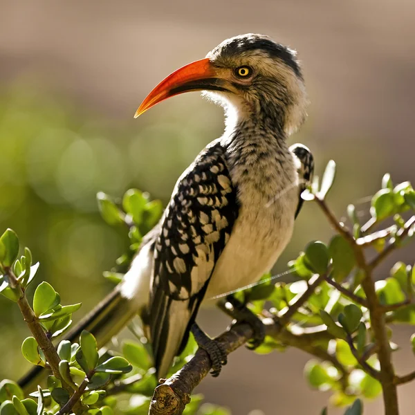 Hornbill amarelado do Sul no Parque Nacional Kruger, África do Sul — Fotografia de Stock