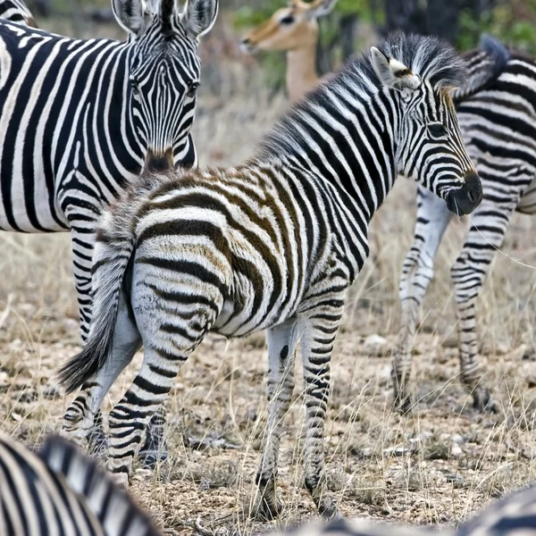 Zebry v národním parku Kruger, Jihoafrická republika — Stock fotografie