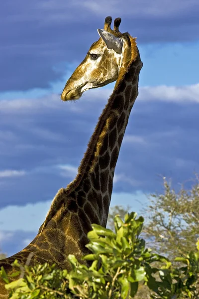 Jirafa (Giraffa camelopardalis) en el Parque Nacional Kruger, Sudáfrica — Foto de Stock