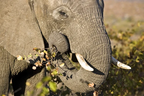 Afrika fili Kruger Ulusal Parkı, Güney Afrika — Stok fotoğraf