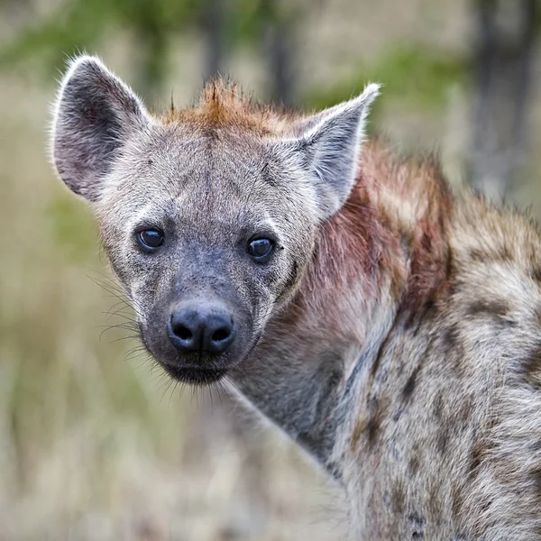 南アフリカのクルーガー国立公園にハイエナを発見 — ストック写真