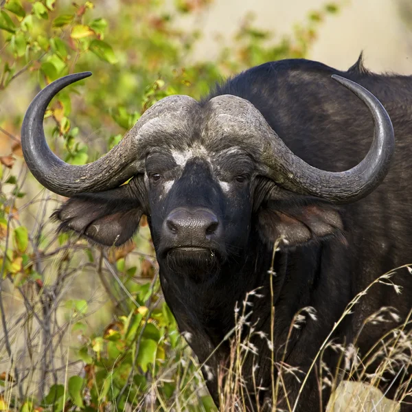 Búfalo-de-cabo-africano no Parque Nacional Kruger, África do Sul — Fotografia de Stock