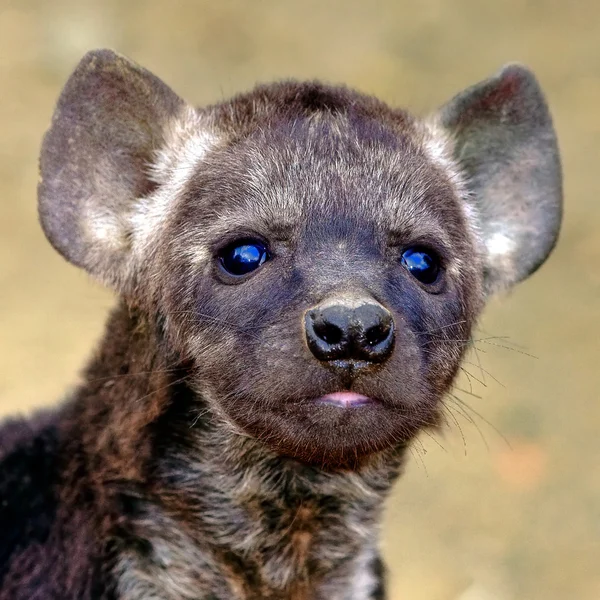 Ύαινα cub στο Εθνικό Πάρκο Κρούγκερ, Νότια Αφρική — Φωτογραφία Αρχείου