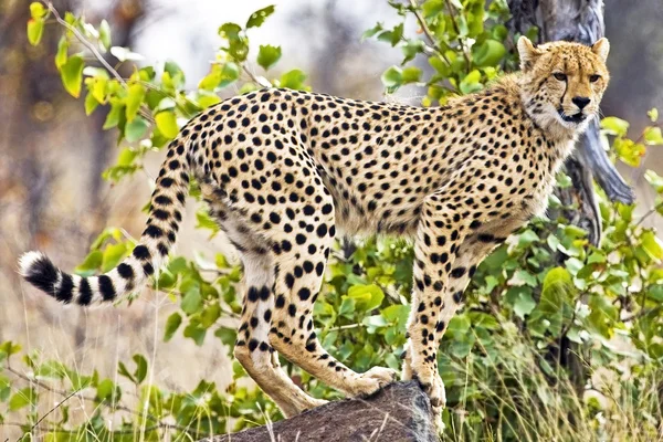 Wild leopard op de loer bovenop een boom in masai mara, Kenia, Afrika — Stockfoto