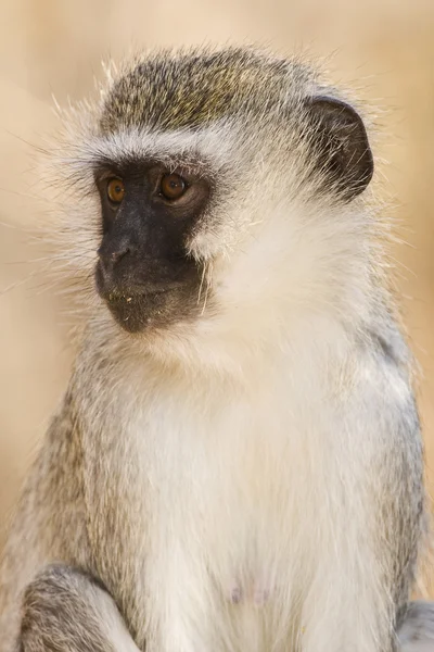 Grijze langur — Stockfoto