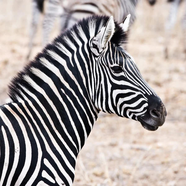 Zebra v národním parku Kruger, Jihoafrická republika — Stock fotografie