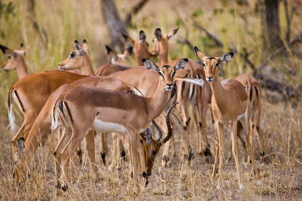 Vrouwelijke impala antilopen, kruger national park, Zuid-Afrika — Stockfoto