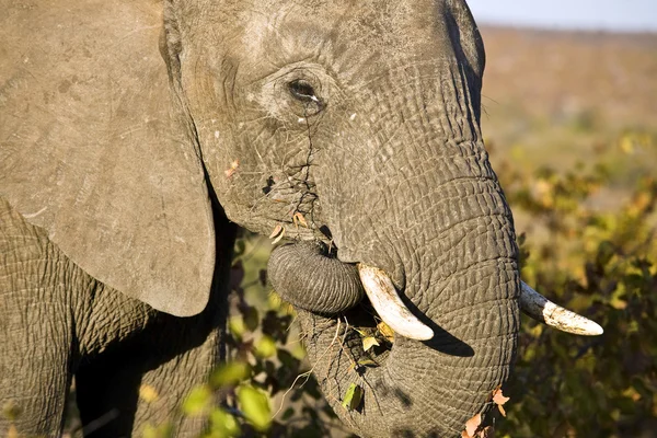 Słoń afrykański (loxodonta africana) w kruger national park, Afryka Południowa — Zdjęcie stockowe