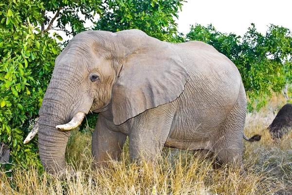 Afrikanska elefanten (loxodonta africana) i kruger national park, Sydafrika — Stockfoto