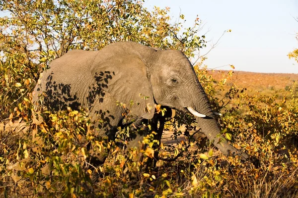 Африканський слон (проте Африкана) в Національний парк Крюгера, Південно-Африканська Республіка. — стокове фото