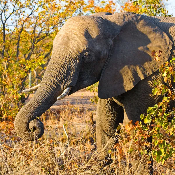 Elefante africano (Loxodonta Africana) no Parque Nacional Kruger, África do Sul . — Fotografia de Stock