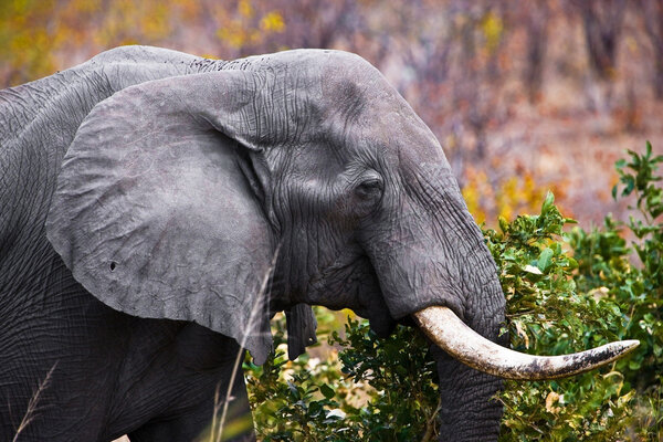 African elephant (Loxodonta Africana) in the Kruger National Park, South Africa.
