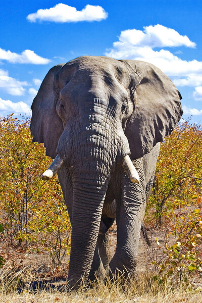 African elephant (Loxodonta Africana) in the Kruger National Park, South Africa.