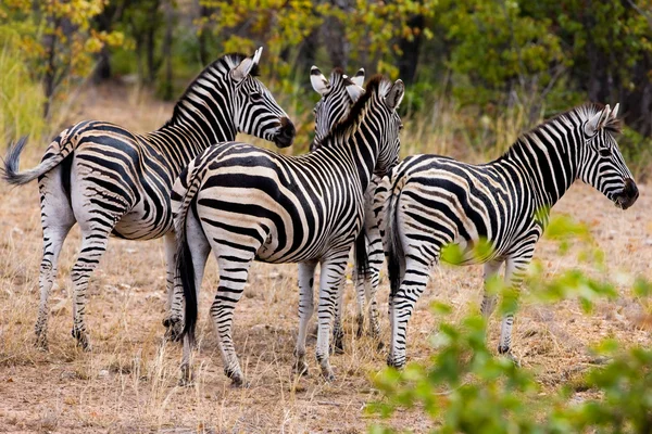 南アフリカのクルーガー国立公園にあるゼブラス — ストック写真