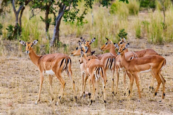 Antílopes de impala hembra, Parque Nacional Kruger, Sudáfrica — Foto de Stock