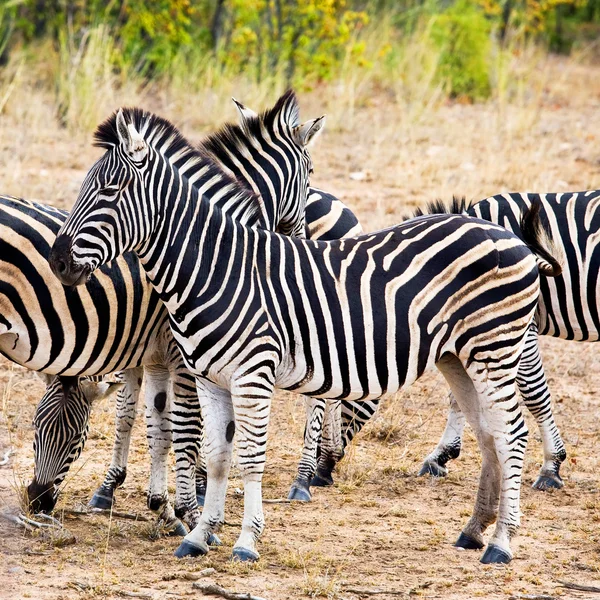 Zebra 's in Kruger National Park, Zuid-Afrika — Stockfoto