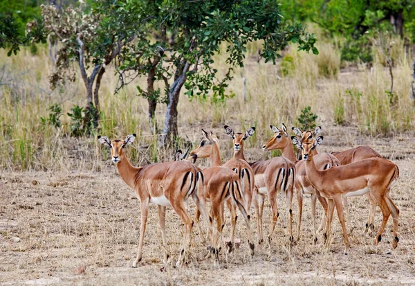 Vrouwelijke impala antilopen, kruger Nationaalpark, Zuid-Afrika — Stockfoto