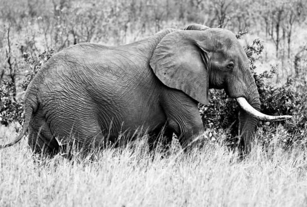 Elefante africano no Parque Nacional Kruger, África do Sul — Fotografia de Stock