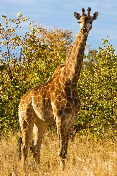 Jirafa (Giraffa camelopardalis) en el Parque Nacional Kruger, Sudáfrica — Foto de Stock