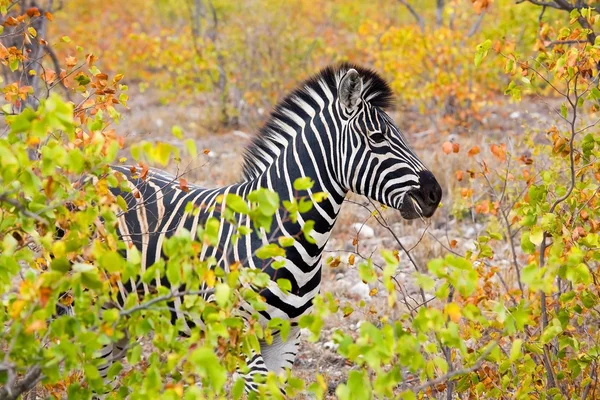 Zebra v národním parku Kruger, Jihoafrická republika — Stock fotografie