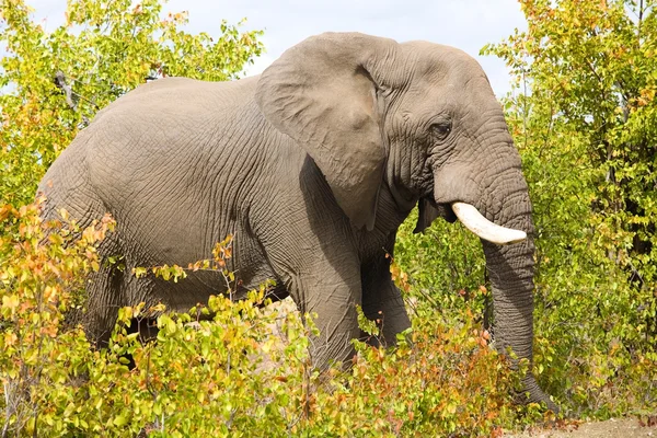 Африканський слон у національному парку Крюгер (ПАР). — стокове фото