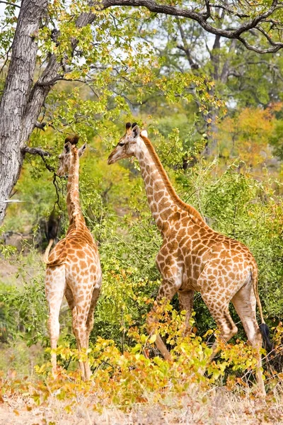 Jirafas (Giraffa camelopardalis) en el Parque Nacional Kruger, Sudáfrica — Foto de Stock