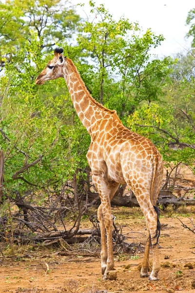 Жираф (Giraffa camelopardalis) в Национальном парке Крюгер, ЮАР — стоковое фото