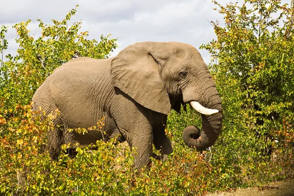 Elefante africano no Parque Nacional Kruger, África do Sul — Fotografia de Stock