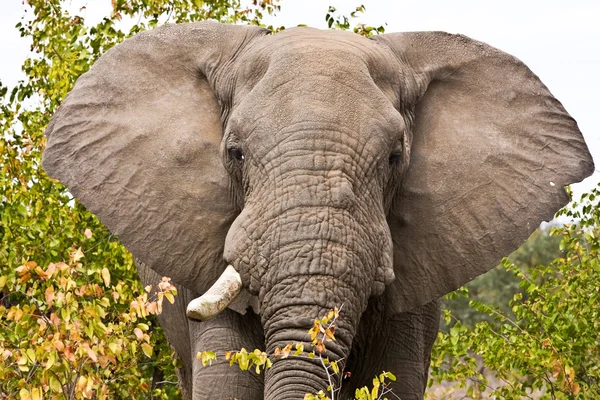 Słoń afrykański w Parku Narodowym Kruger, Republika Południowej Afryki — Zdjęcie stockowe